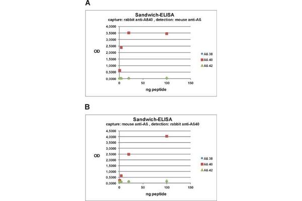 Abeta 40 antibody  (AA 33-40)