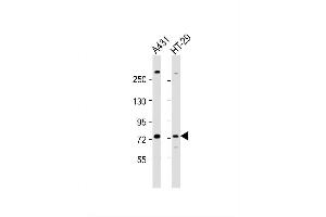 Image no. 4 for anti-P21-Activated Kinase 6 (PAK6) (AA 268-297) antibody (ABIN656098)