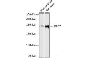 Western blot analysis of extracts of various cell lines using LRRC7 Polyclonal Antibody at dilution of 1:3000.