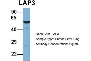 Image no. 3 for anti-Cytosol Aminopeptidase (LAP3) (N-Term) antibody (ABIN2786891)
