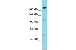 Image no. 1 for anti-Mitogen-Activated Protein Kinase Kinase Kinase Kinase 5 (MAP4K5) (C-Term) antibody (ABIN2777751)