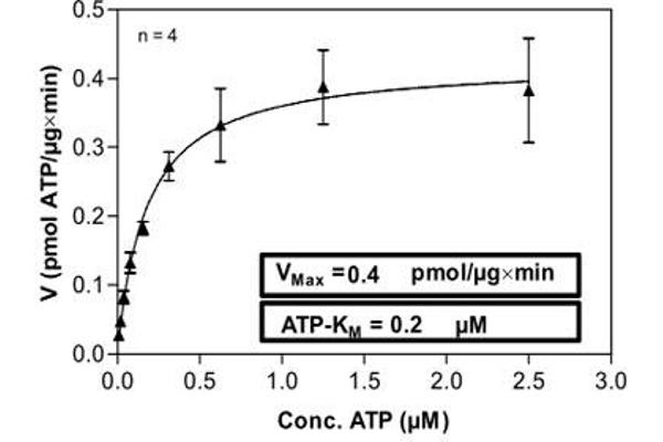 CLK1 Protein (AA 1-484) (His-GST)