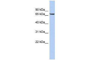 Image no. 1 for anti-Leucine Rich Repeat Transmembrane Neuronal 4 (LRRTM4) (Middle Region) antibody (ABIN636015)