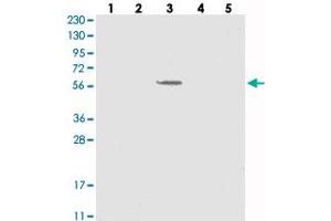 Image no. 1 for anti-Solute Carrier Family 43, Member 3 (SLC43A3) antibody (ABIN5588236)