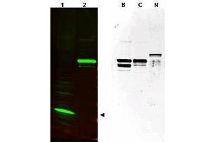 Western blot using  affinity purified anti-SPANX (pan) antibody shows detection of a band at ~17 kDa corresponding to SPANX-C present in a nuclear extract from VWM105 cells (left panel, arrowhead).