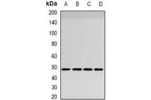 Image no. 3 for anti-SWI/SNF Related, Matrix Associated, Actin Dependent Regulator of Chromatin, Subfamily B, Member 1 (SMARCB1) antibody (ABIN3198162)