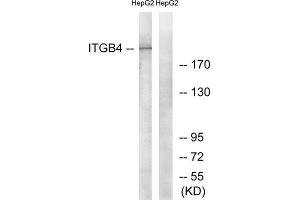 Image no. 2 for anti-Integrin beta 4 (ITGB4) (Tyr1510) antibody (ABIN1848054)