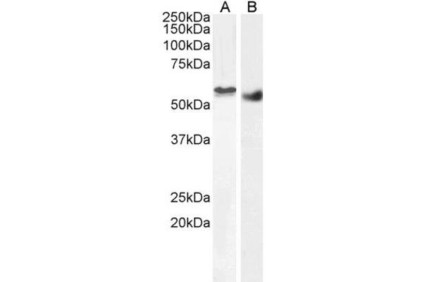 STK35 Antikörper  (C-Term)