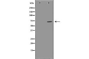 Image no. 2 for anti-Glutamate-Cysteine Ligase, Catalytic Subunit (GCLC) (N-Term) antibody (ABIN6261919)