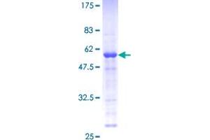 Male Enhanced Antigen 1 (MEA1) (AA 1-185) protein (GST tag)
