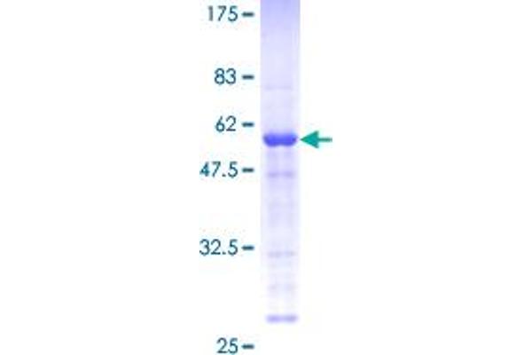 Male Enhanced Antigen 1 (MEA1) (AA 1-185) protein (GST tag)