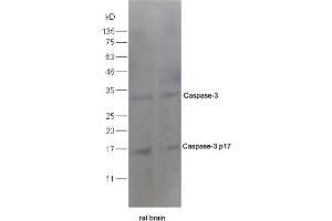 Image no. 10 for anti-Caspase 3 (CASP3) (AA 60-100) antibody (ABIN724625)
