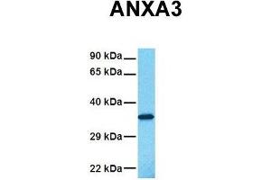 Image no. 3 for anti-Annexin A3 (ANXA3) (N-Term) antibody (ABIN2774839)