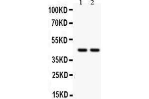 Image no. 5 for anti-Runt-Related Transcription Factor 3 (RUNX3) (AA 128-270) antibody (ABIN3043429)