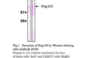 Western Blotting (WB) image for anti-Nucleoporin 153kDa (NUP153) (AA 610-1191) antibody (ABIN2452062)