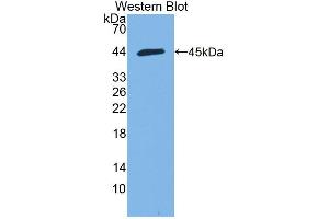 Image no. 1 for anti-Hemicentin 1 (HMCN1) (AA 22-153) antibody (ABIN2932581)