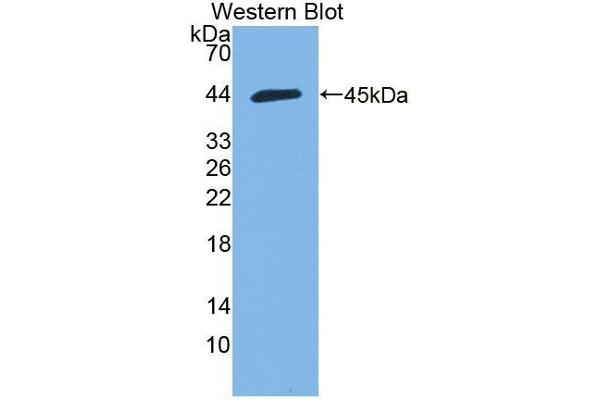 HMCN1 antibody  (AA 22-153)