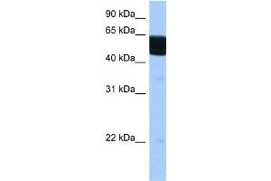Image no. 3 for anti-Retinoid X Receptor, beta (RXRB) (N-Term) antibody (ABIN2782297)