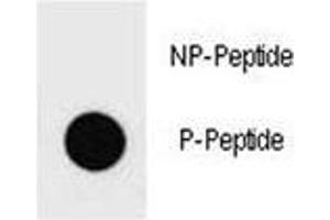 Image no. 1 for anti-Phosphatase and Tensin Homolog (PTEN) (pTyr336) antibody (ABIN3032212)