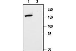 Metabotropic Glutamate Receptor 5 antibody  (Extracellular, N-Term)