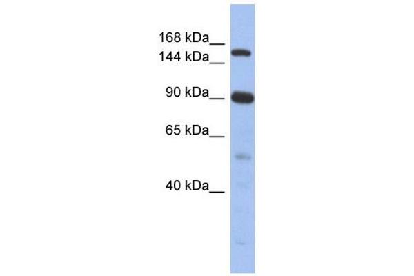 anti-Nuclear Receptor Coactivator 2 (NCOA2) (N-Term) antibody