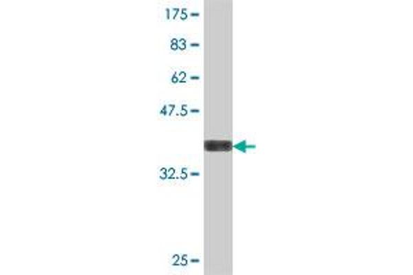 CLEC2B antibody  (AA 52-149)