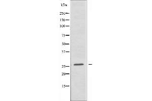 Image no. 1 for anti-Tumor Necrosis Factor Receptor Superfamily, Member 9 (TNFRSF9) antibody (ABIN6256873)
