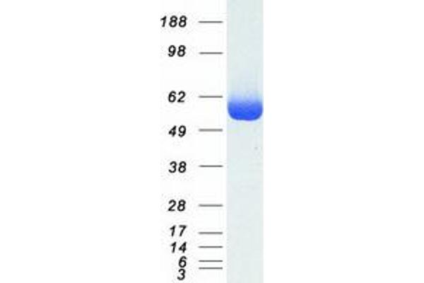 LAP3 Protein (Myc-DYKDDDDK Tag)