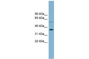 Image no. 1 for anti-phospholipid Scramblase 3 (PLSCR3) (Middle Region) antibody (ABIN2787205)