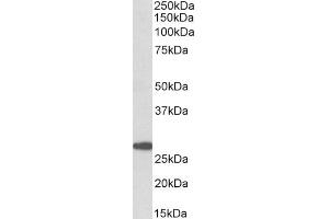 Image no. 2 for anti-Prostaglandin D2 Synthase (PTGDS) (Internal Region) antibody (ABIN5539880)