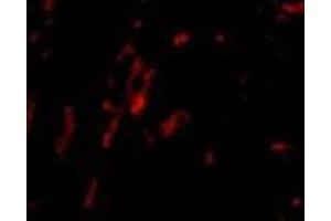Image no. 2 for anti-Cell Division Cycle Associated 8 (CDCA8) (N-Term) antibody (ABIN499603)