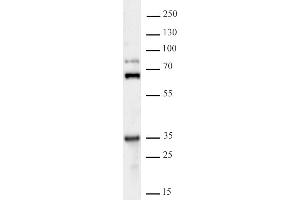 Image no. 1 for anti-Glyoxylate Reductase 1 Homolog (GLYR1) (C-Term) antibody (ABIN6971688)