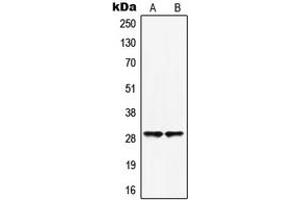 Image no. 1 for anti-Homeobox B5 (HOXB5) (Center) antibody (ABIN2706328)
