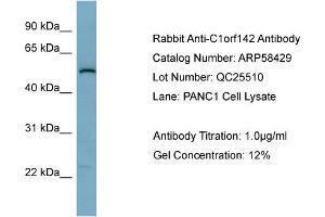 Image no. 2 for anti-Synaptosomal-Associated Protein, 47kDa (SNAP47) (Middle Region) antibody (ABIN2787674)