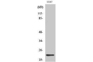 Image no. 1 for anti-Cerebellin 4 Precursor (CBLN4) (C-Term) antibody (ABIN3183872)
