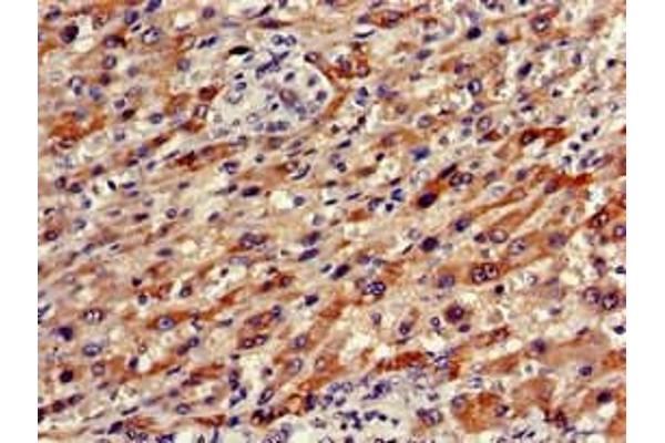 Olfactomedin 1 antibody  (AA 374-441)