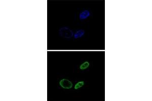 Image no. 3 for anti-Nuclear Receptor Subfamily 0, Group B, Member 2 (NR0B2) (AA 56-83), (Middle Region) antibody (ABIN953745)