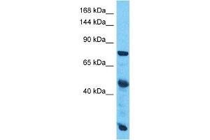 Image no. 1 for anti-Solute Carrier Family 38, Member 10 (SLC38A10) (C-Term) antibody (ABIN5517981)