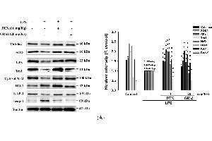 Image no. 8 for anti-Tripartite Motif Containing 28 (TRIM28) (Internal Region) antibody (ABIN2855331)