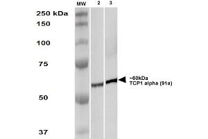 Image no. 2 for anti-T-Complex 1 (TCP1) (C-Term) antibody (HRP) (ABIN2485922)