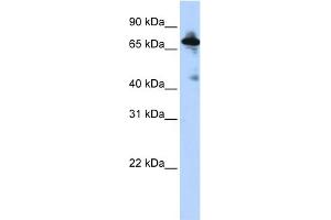 Image no. 1 for anti-Solute Carrier Family 9 (Sodium/hydrogen Exchanger), Member 8 (SLC9A8) (Middle Region) antibody (ABIN2781645)