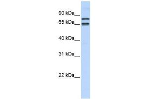 Image no. 1 for anti-PHD Finger Protein 20-Like 1 (PHF20L1) (N-Term) antibody (ABIN928430)