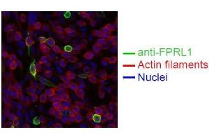Image no. 2 for anti-Formyl Peptide Receptor 2 (FPR2) antibody (ABIN108736)