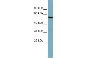 Image no. 3 for anti-Fucosidase, alpha-L- 1, Tissue (FUCA1) (Middle Region) antibody (ABIN2785640)