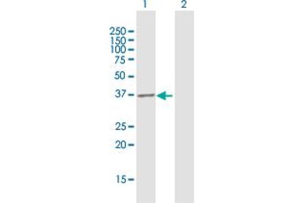EXTL2 antibody  (AA 39-330)