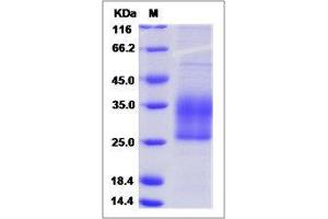 Image no. 1 for serine Peptidase Inhibitor, Kunitz Type, 2 (SPINT2) (AA 1-197) protein (His tag,ECD) (ABIN2216075)