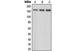Image no. 2 for anti-Par-3 Partitioning Defective 3 Homolog (PARD3) (C-Term) antibody (ABIN2705103)