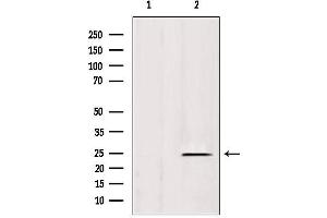 Image no. 1 for anti-Heat Shock Protein Family B (Small), Member 11 (HSPB11) (N-Term) antibody (ABIN6262479)
