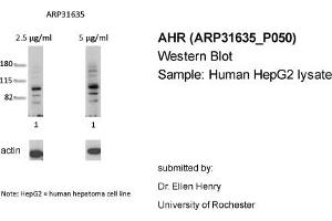 Image no. 1 for anti-Aryl Hydrocarbon Receptor (AHR) (N-Term) antibody (ABIN2777386)
