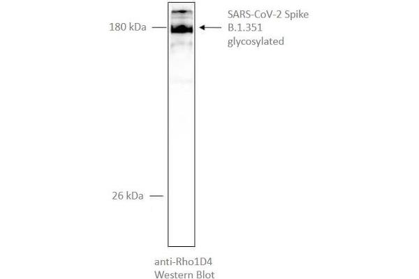 SARS-CoV-2 Spike Protein (B.1.351 - beta) (rho-1D4 tag)